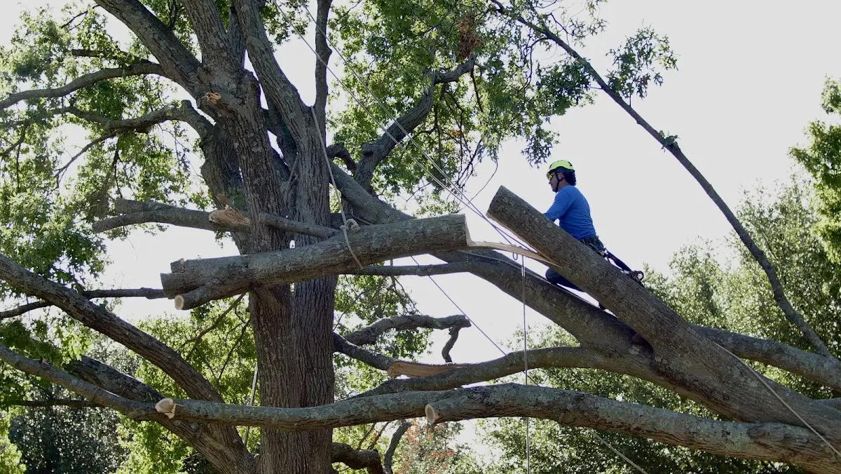 Professional Hazardous Tree Removal performed by certified arborists in Mccordsville