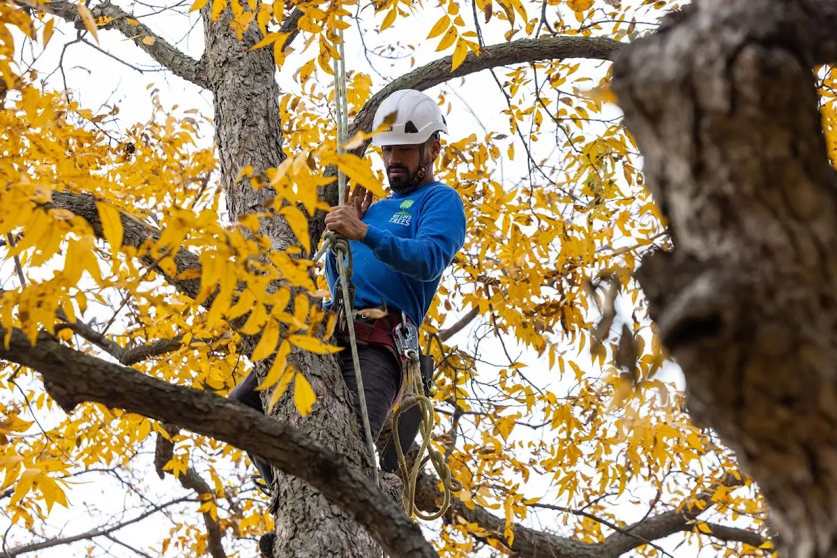Skilled Tree Planing crew working in Mccordsville
