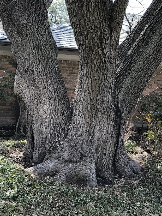 Mature heritage tree close to a Mccordsville property cared for by certified arborists
